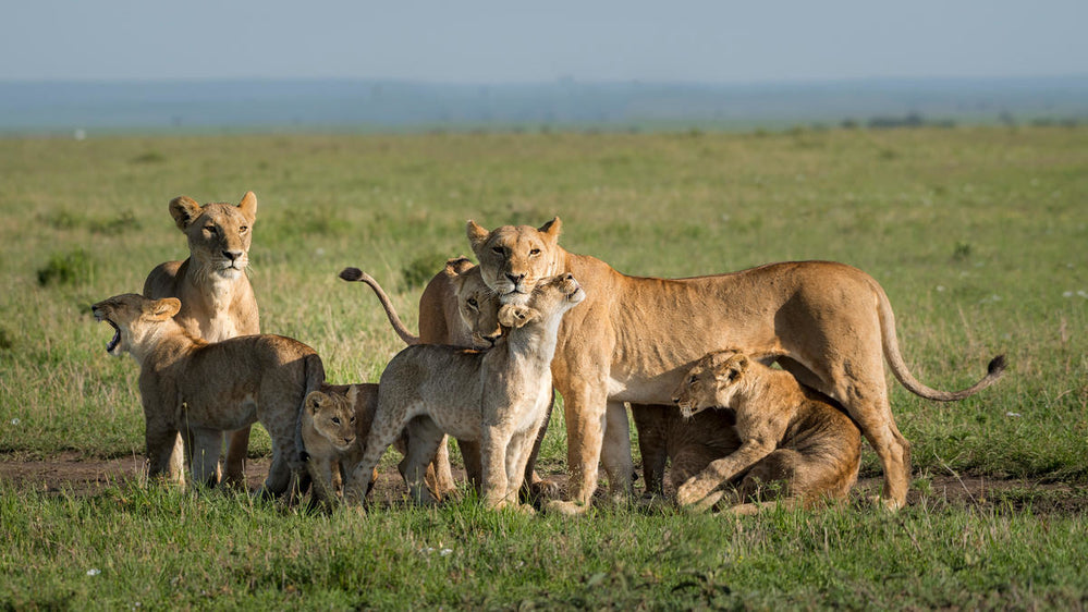 World Lion Day