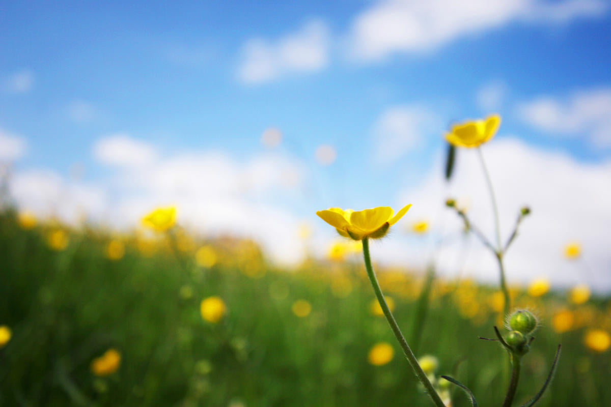 Spring