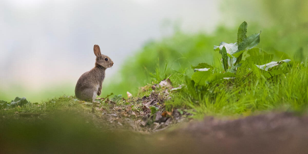 Easter Shop at WWF-UK