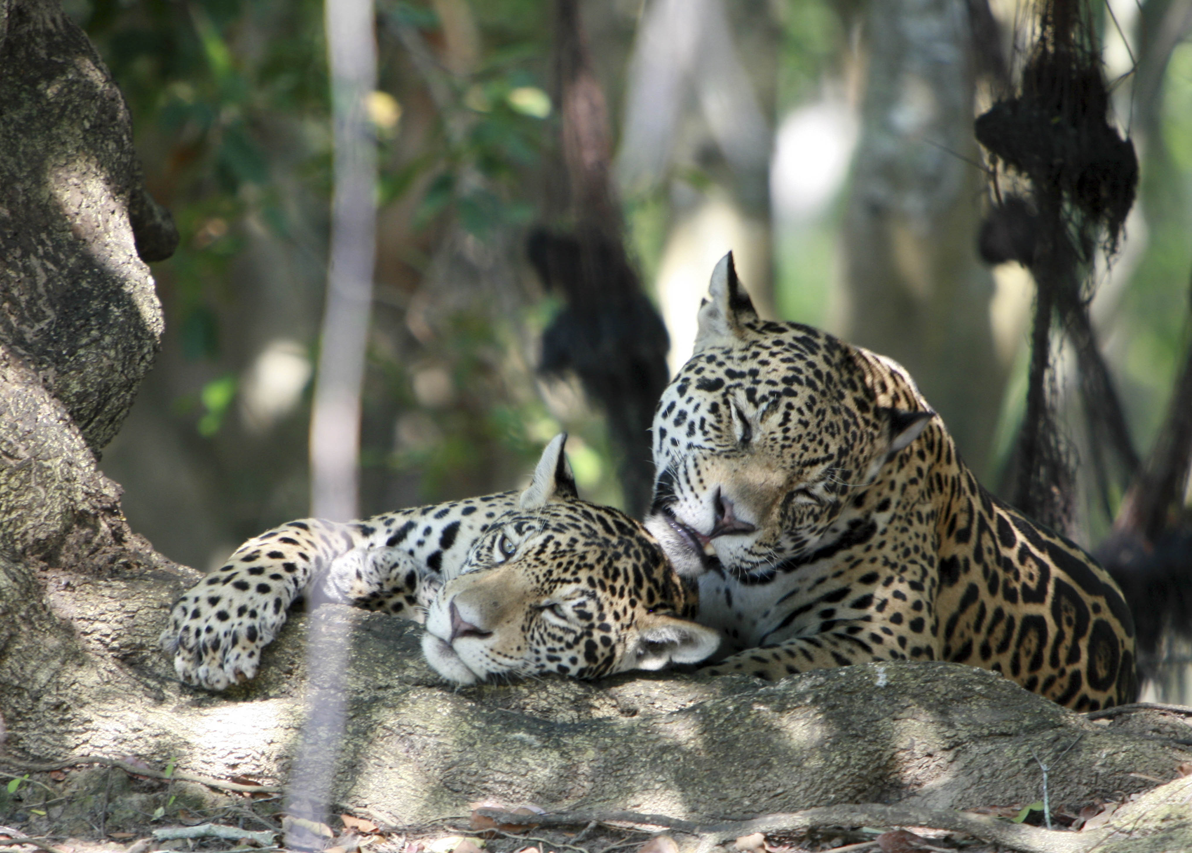 Jaguar in a tree, Brazil