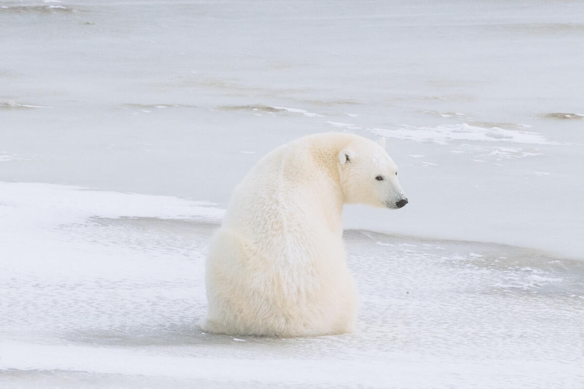 Polar Bears