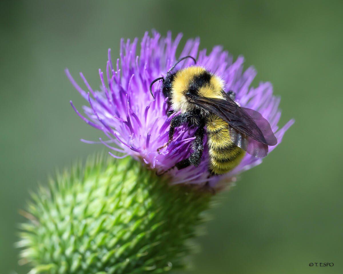 Save The Bees