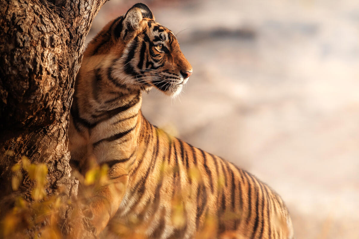 Tigers