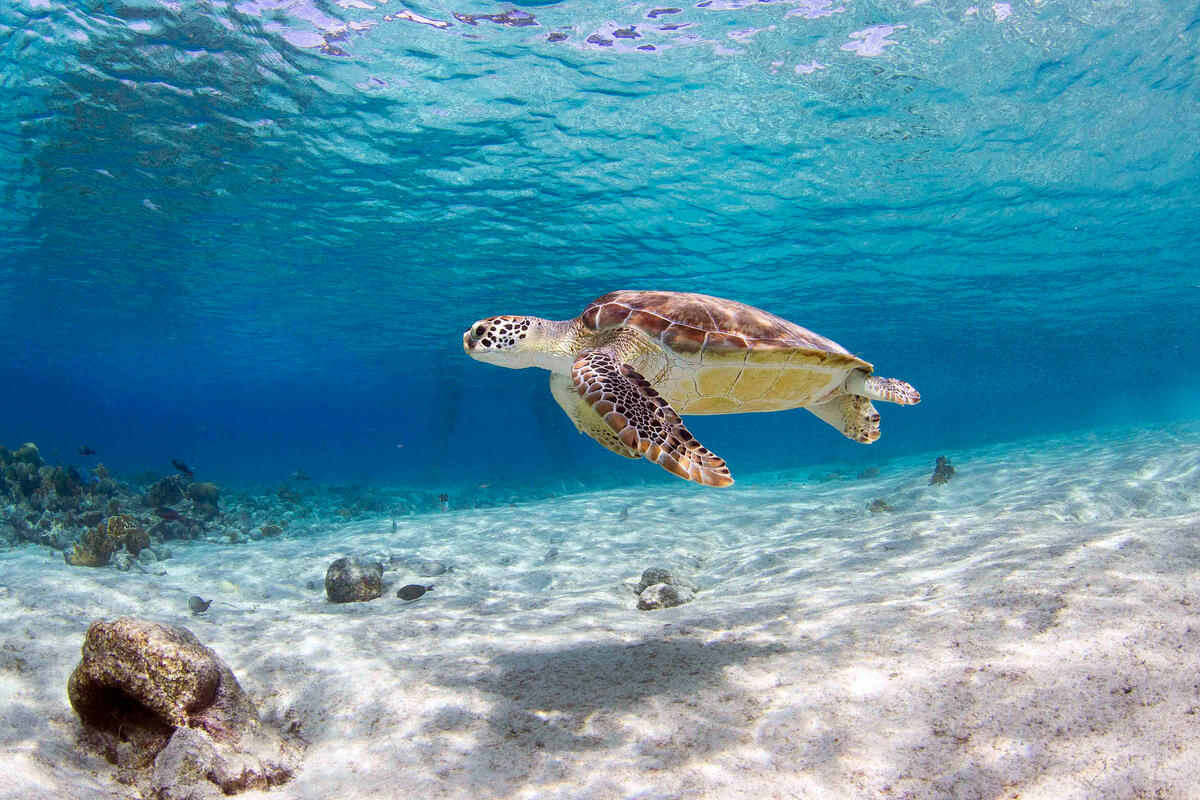 Turtles