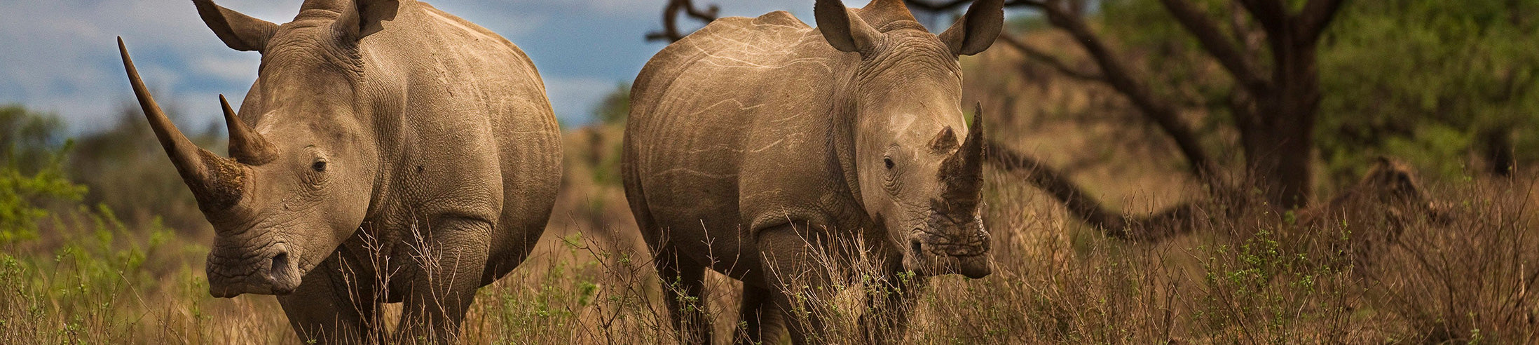 Rhinos