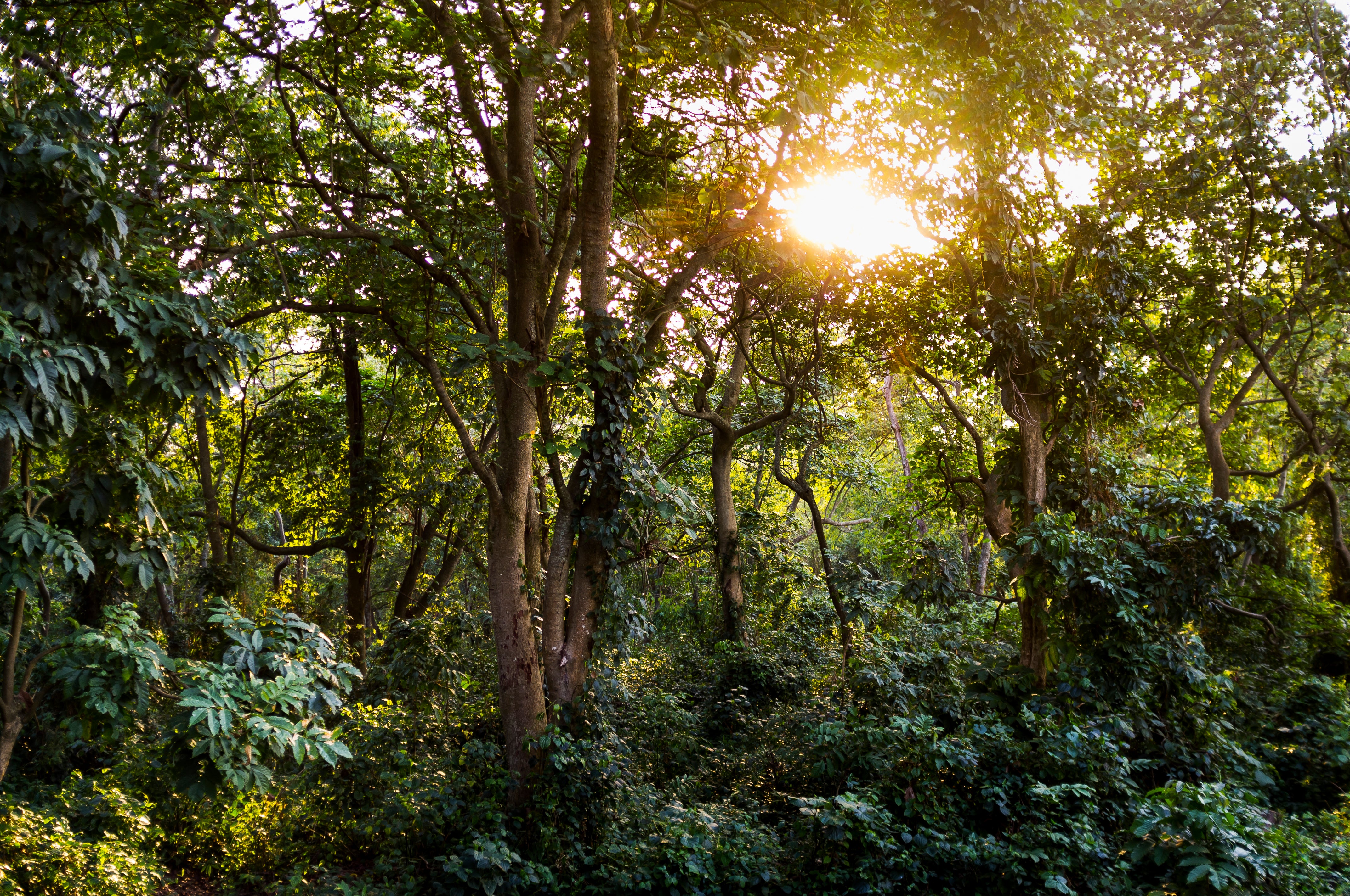 Forests