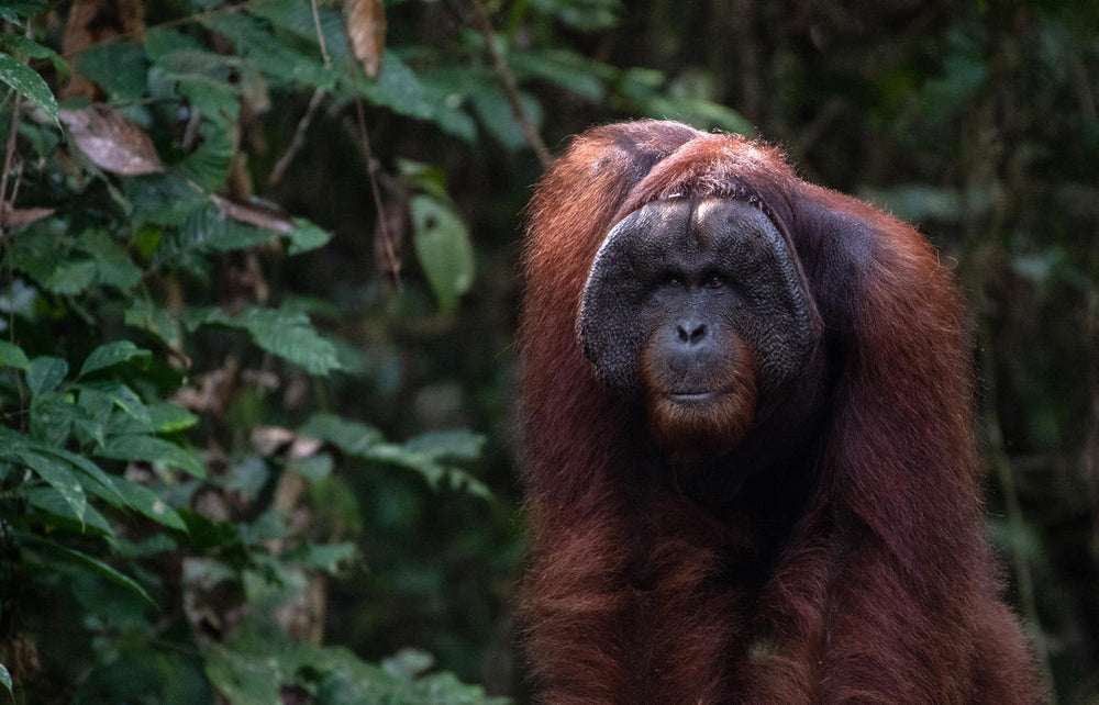 A male orangutan walks through the jungle at Sepilok orangutan rehabilitation centre at Sepilok in the state of Sabah, Borneo.