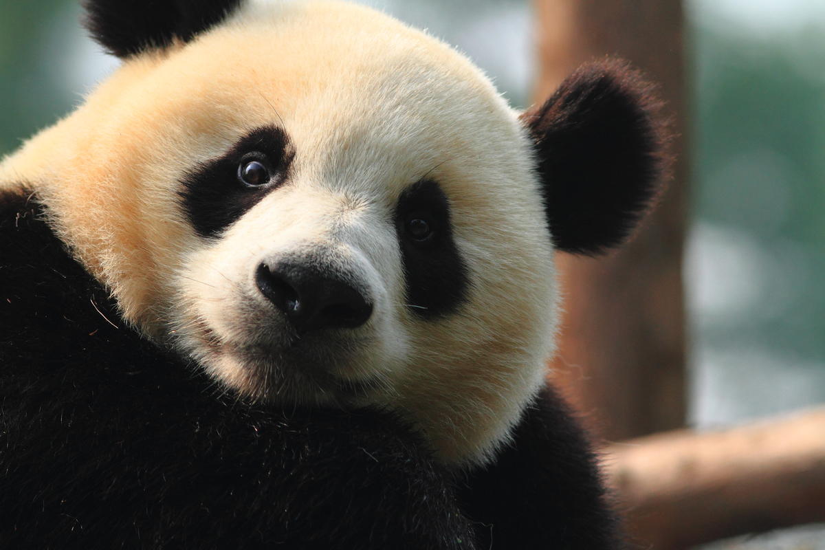 Pandas