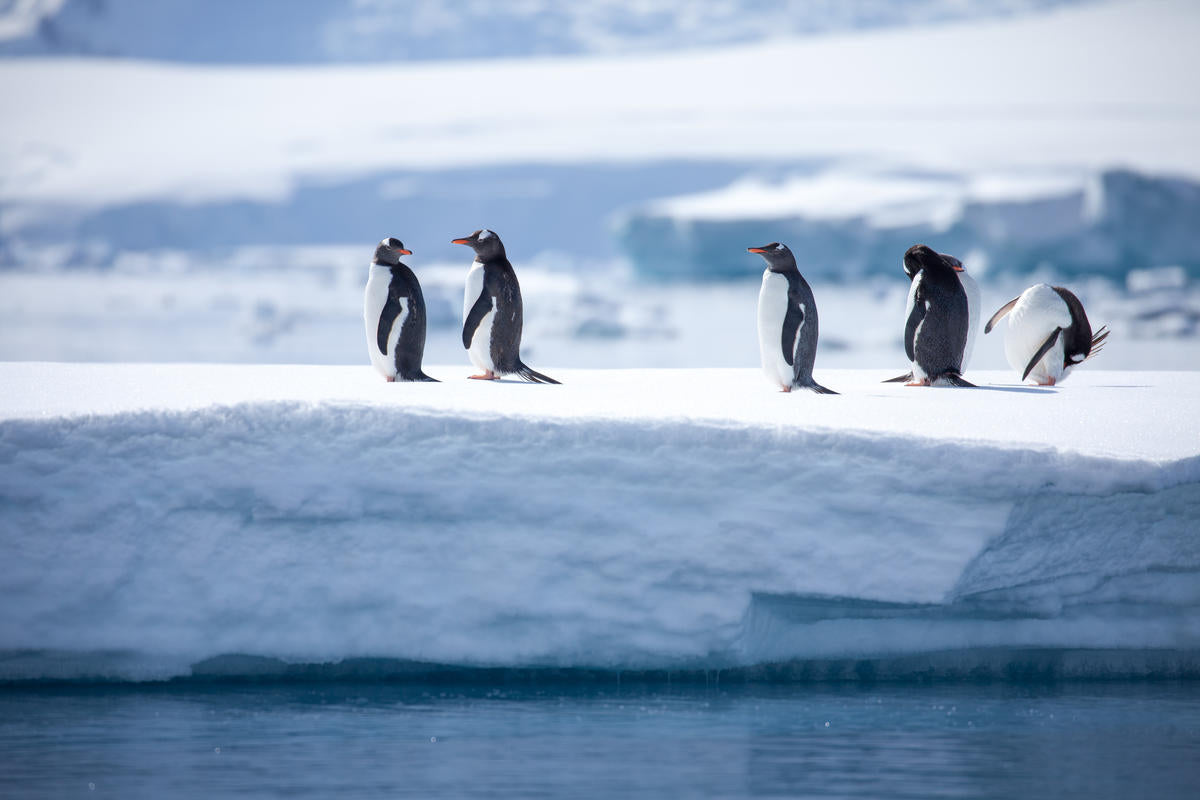 Penguins