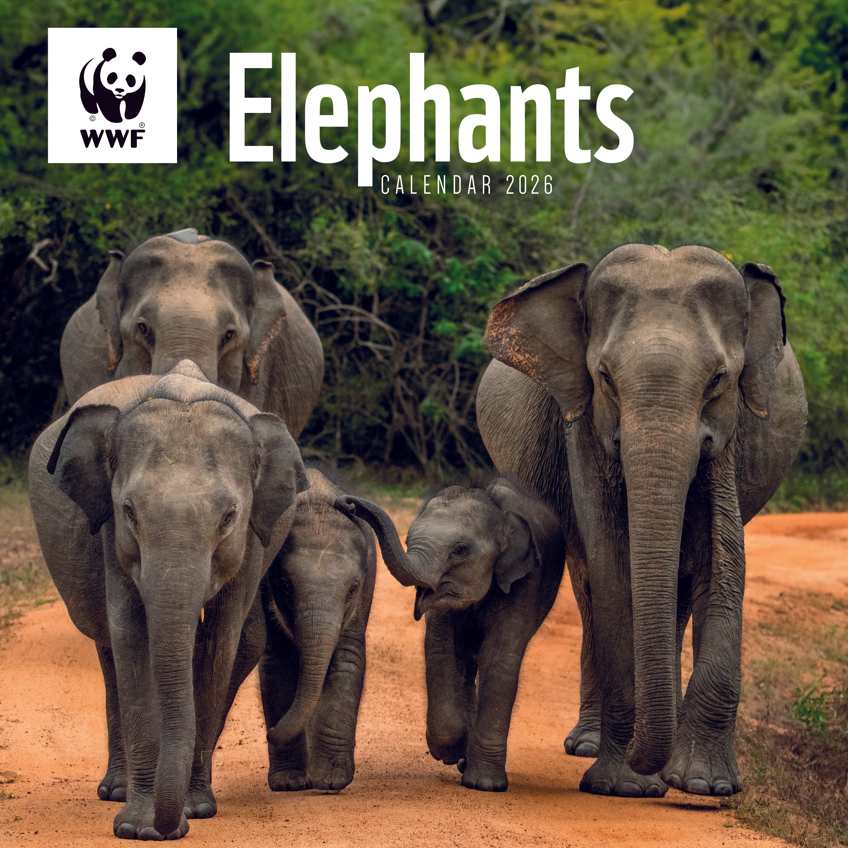 Elephants Wall Calendar 2026