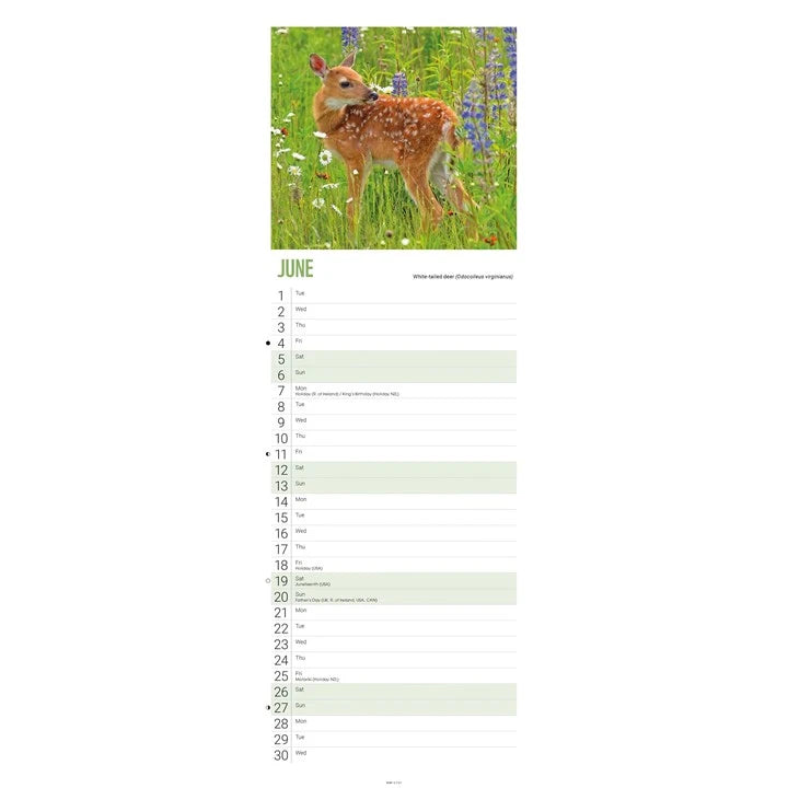 WWF Baby Animals Calendar 2027