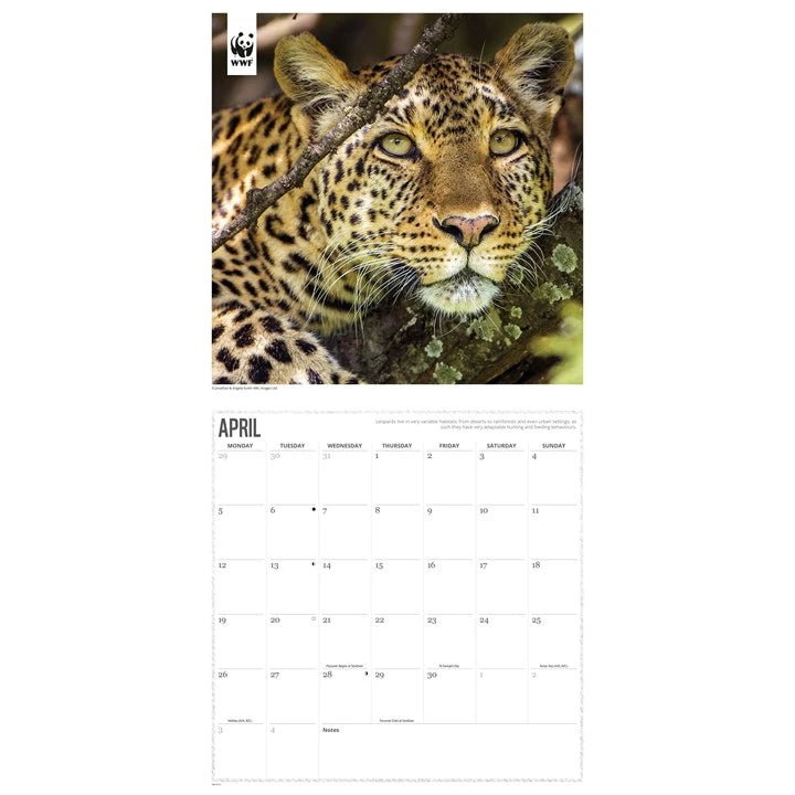 WWF Big Cats Calendar 2027