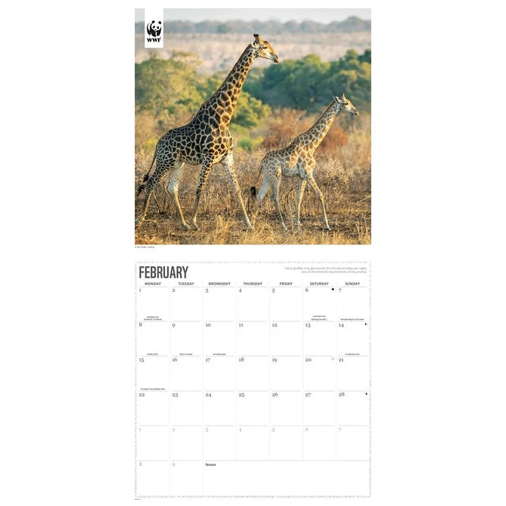 WWF Giraffes Calendar 2027