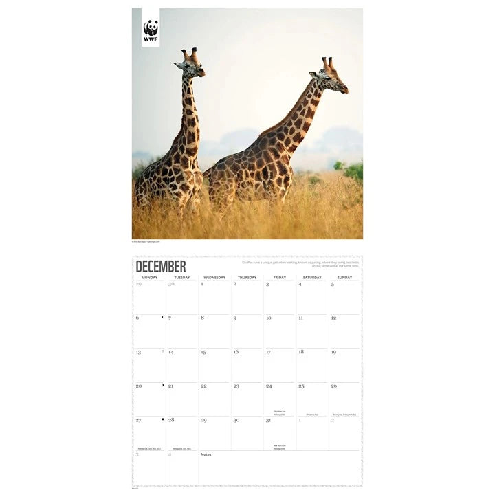WWF Giraffes Calendar 2027
