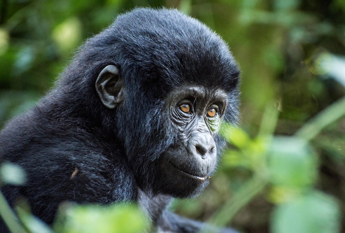Mountain gorilla identification training | E-Gift