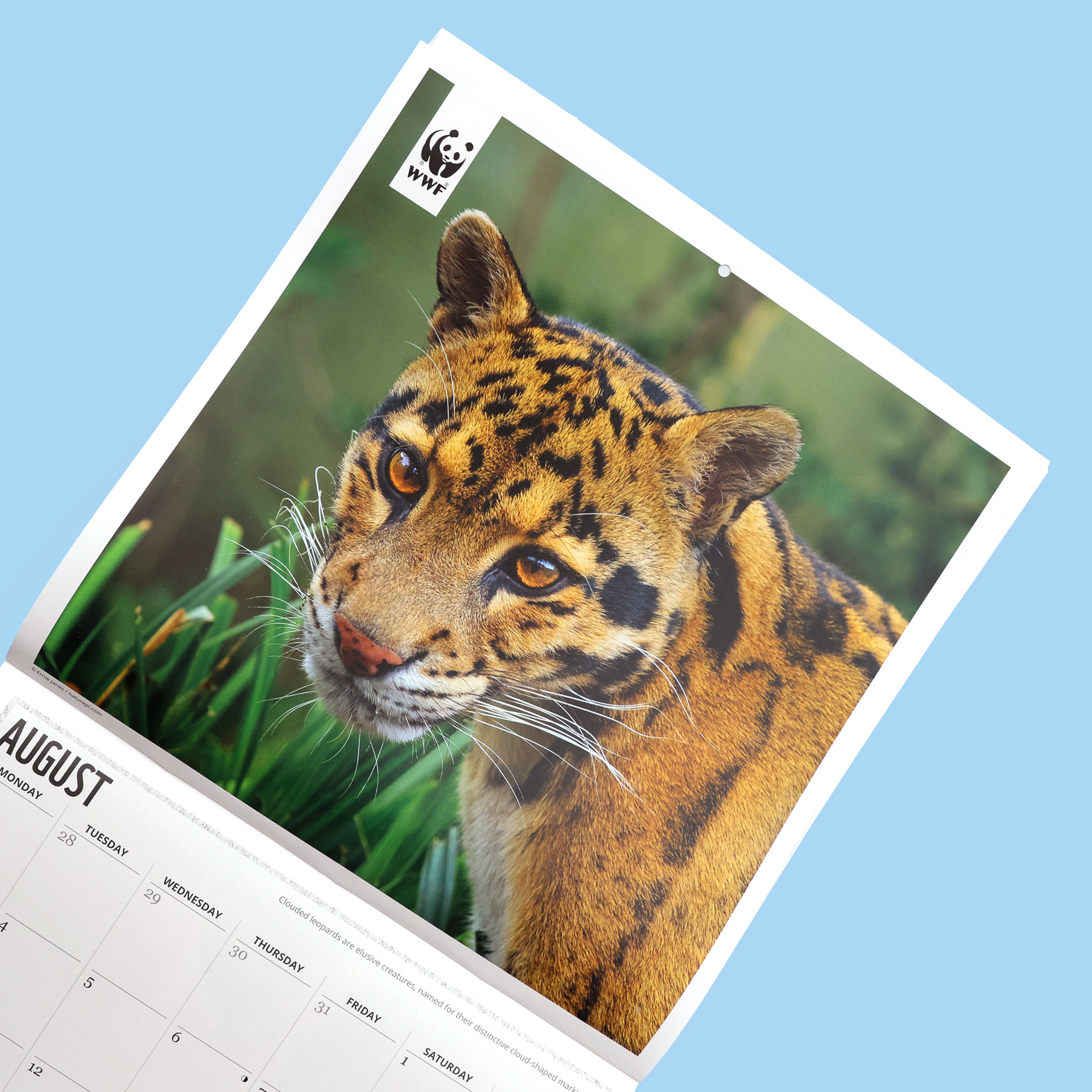 Big Cats Wall Calendar 2026