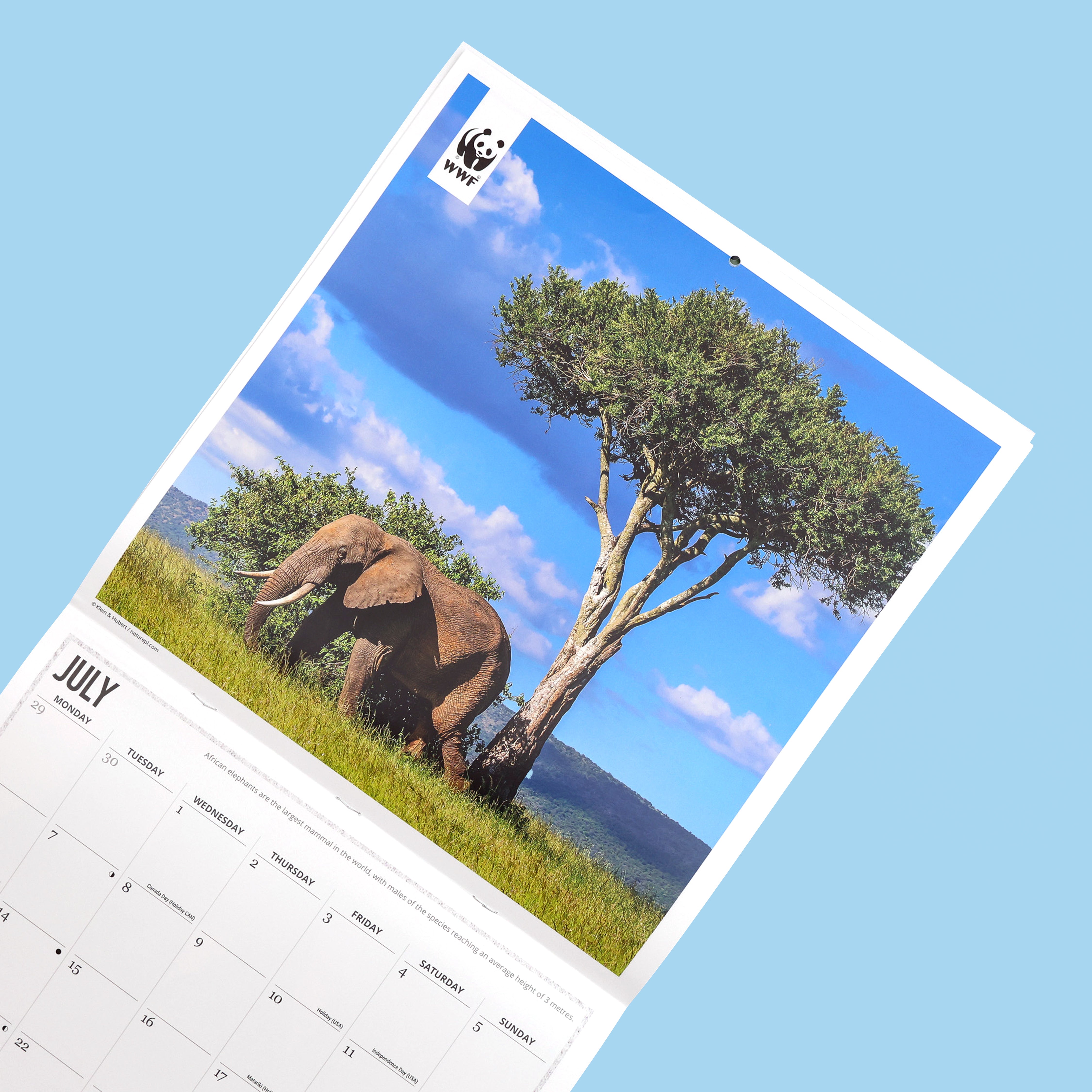 Elephants Wall Calendar 2026