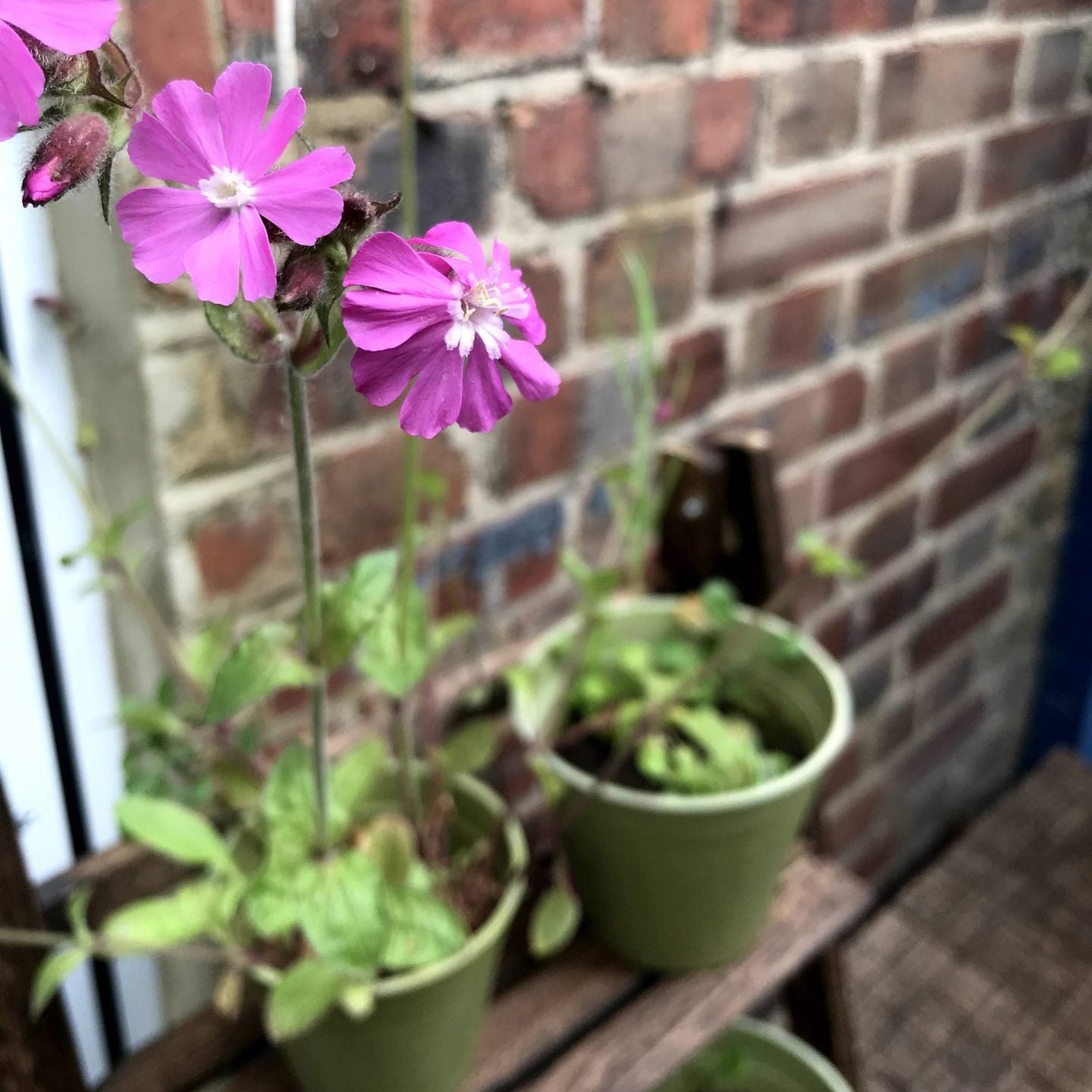 Seedball Wildflower Urban Meadow Mix Tin