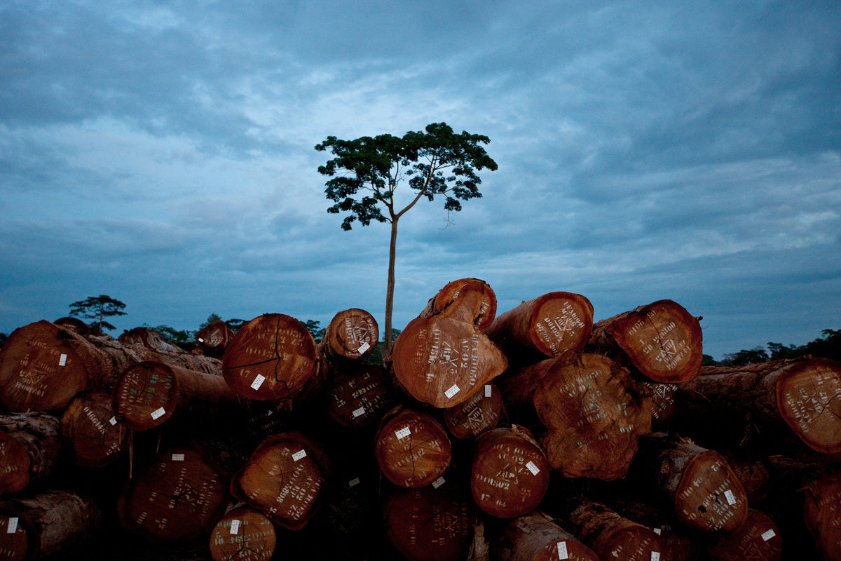 A picture of logs and a tree