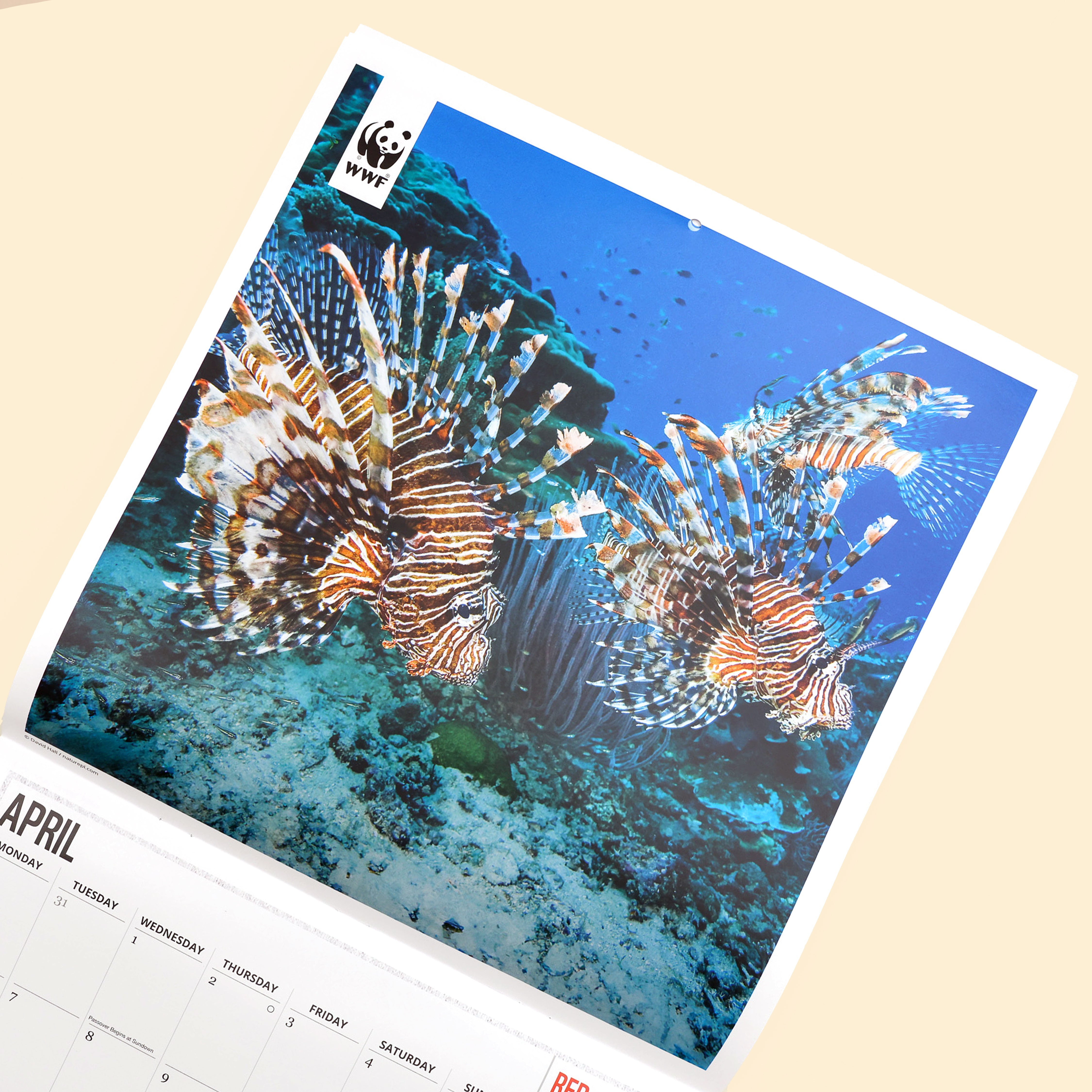 Oceans Wall Calendar 2026