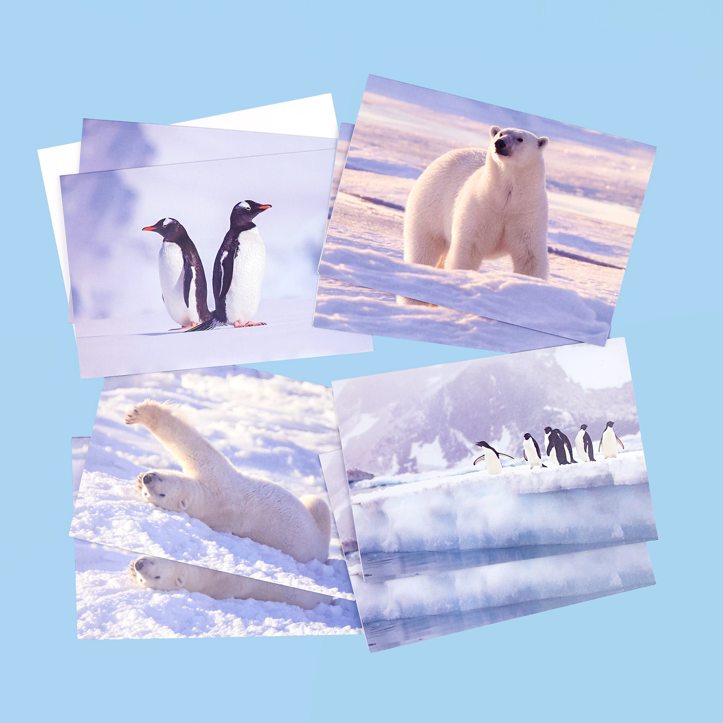 Polar Bear & Penguin Christmas Cards (multipack of 8)
