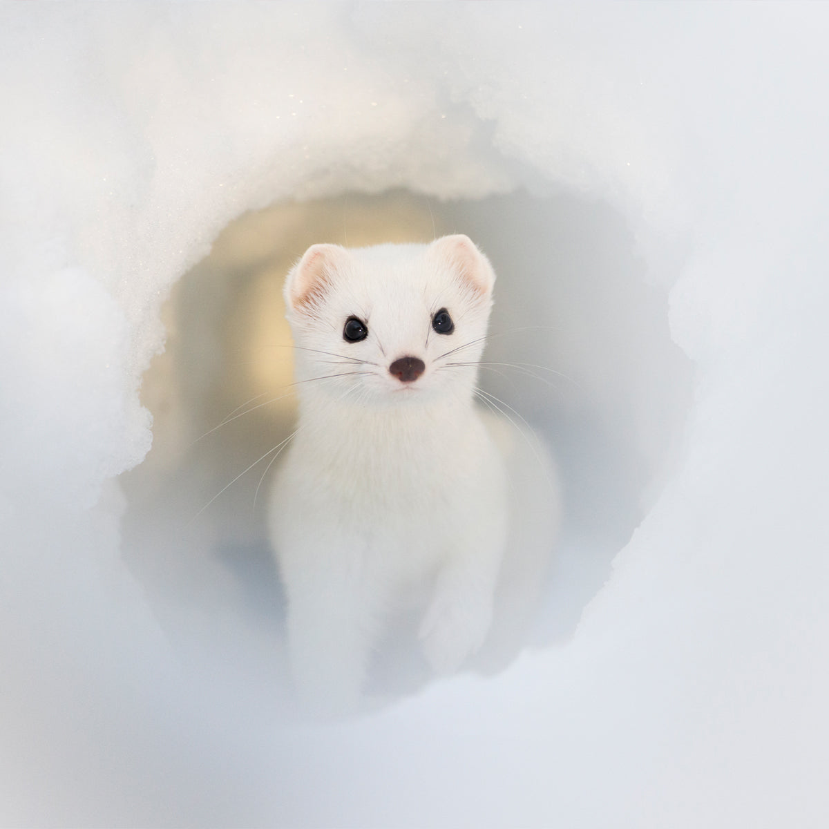 Snowy Stoat Cards (Pack of 8)