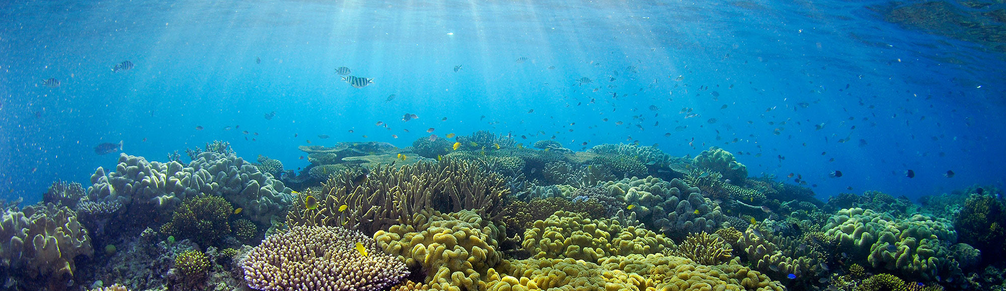 An atmospheric shot underwater in the ocean