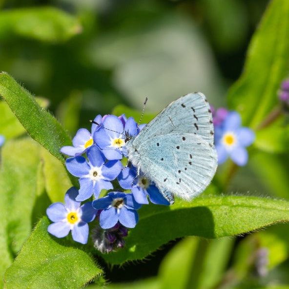 Seedball Wildflower Jar - Forget me Not