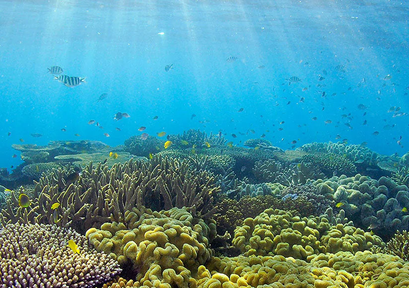 An atmospheric shot underwater in the ocean