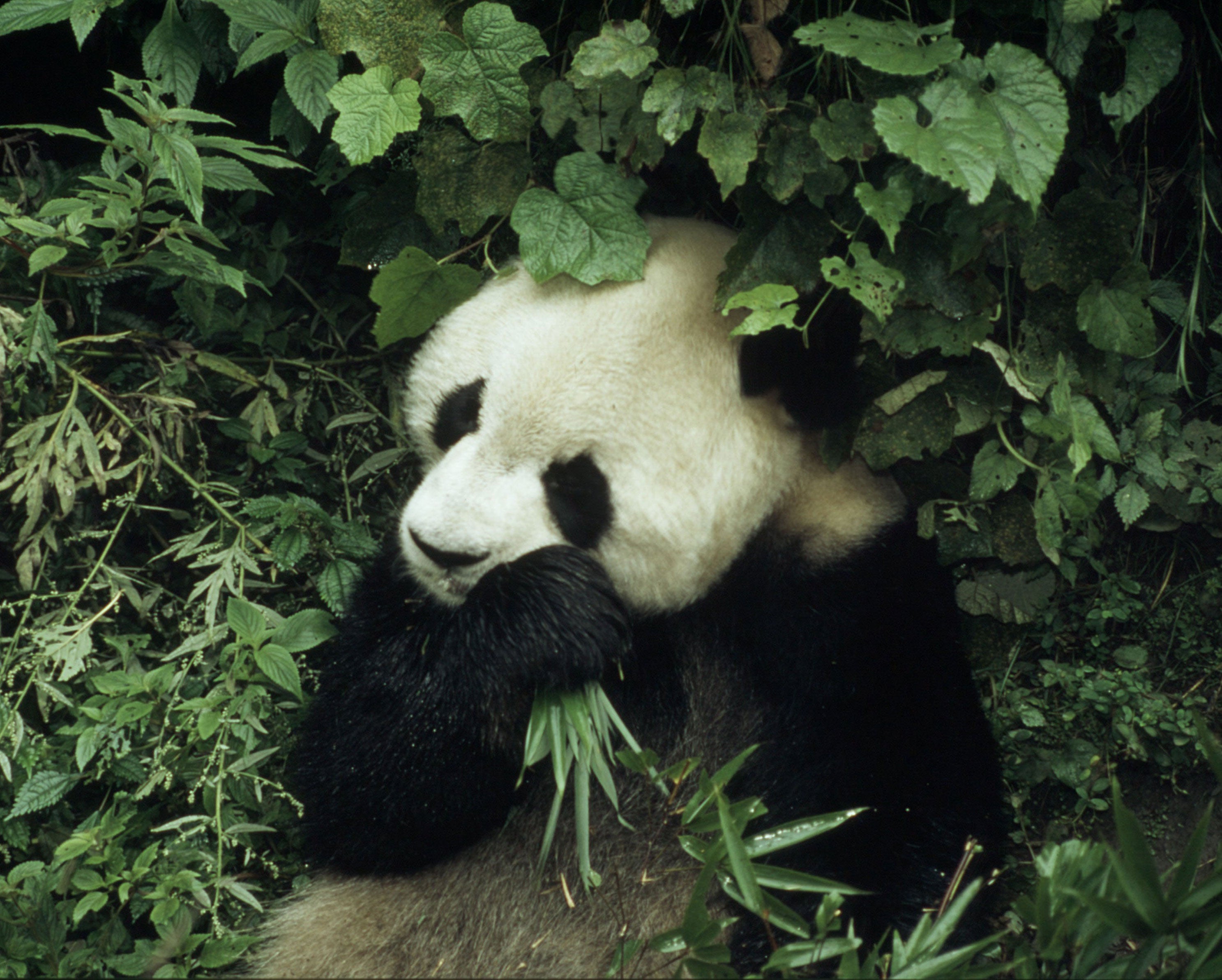 A giant panda eating bamboo