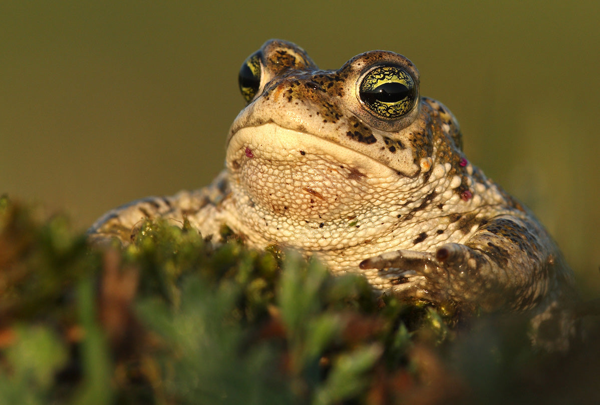 Pond restoration for natterjack toads | E-Gift