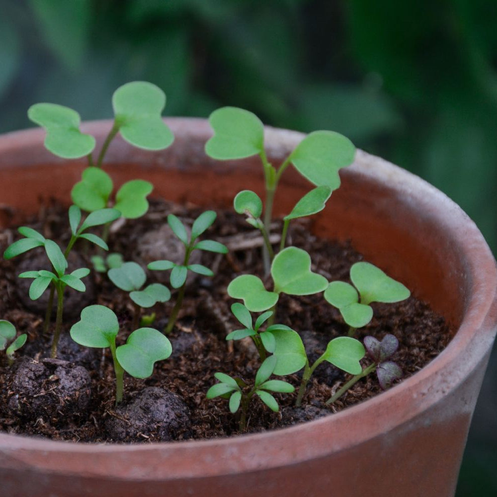 Seedball Wildflower Bee Mix Tin