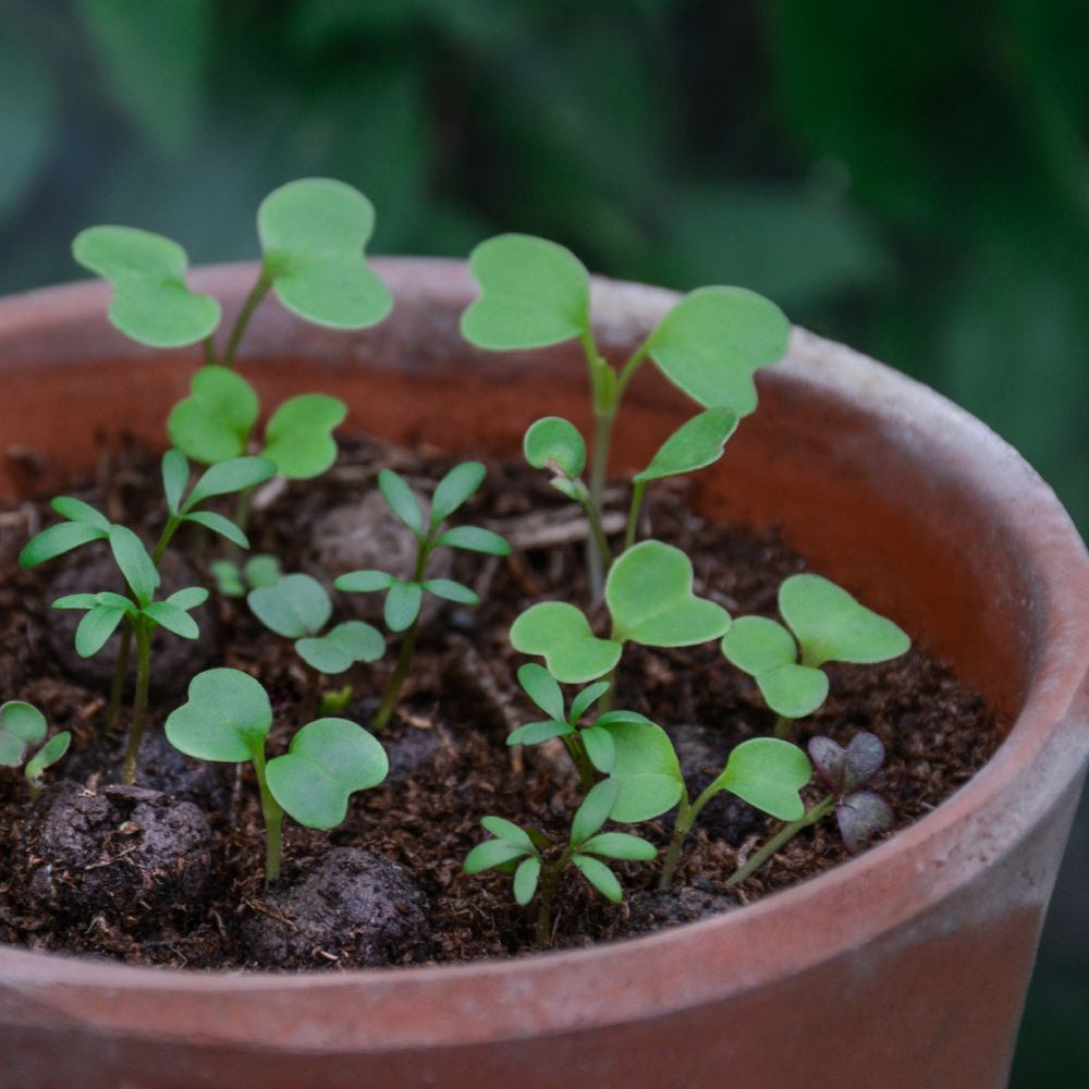 Seedball Wildflower Boxes - Thank you for helping me grow
