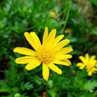 Seedball Wildflower Jar - Corn Marigold