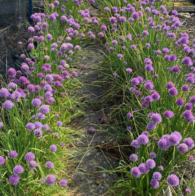 Seedball Herb Tube Collection - Chive