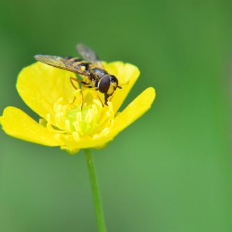 Seedball Wildflower Jar - Buttercup