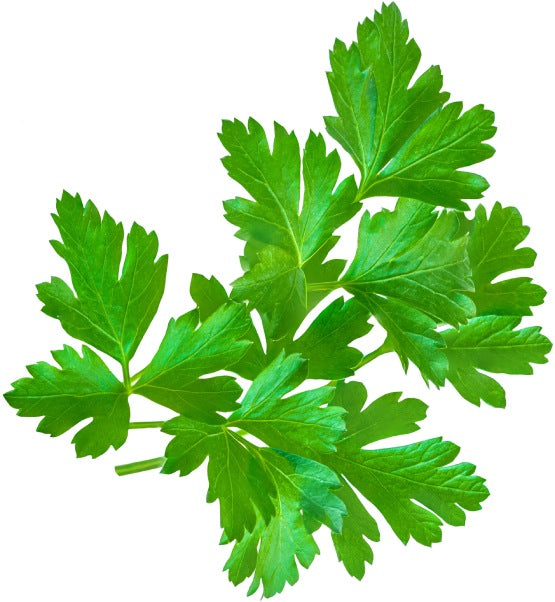 Seedball Herb Tube Collection - Parsley