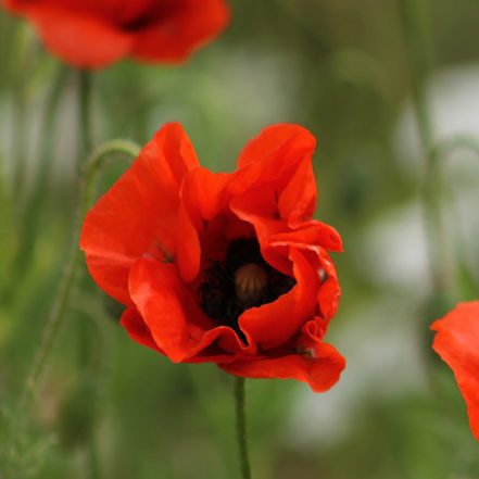 Seedball Wildflower Jar - Poppy