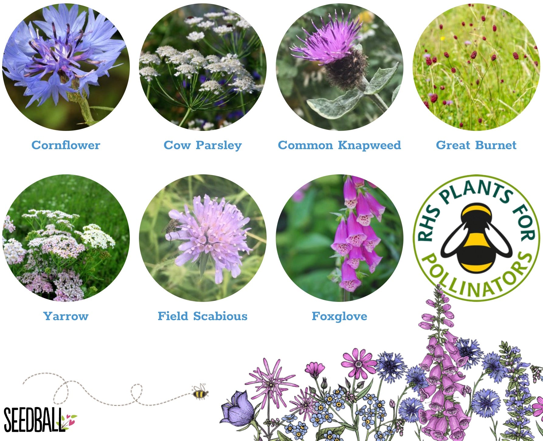 Seedball Wildflower Beetle Mix Tin