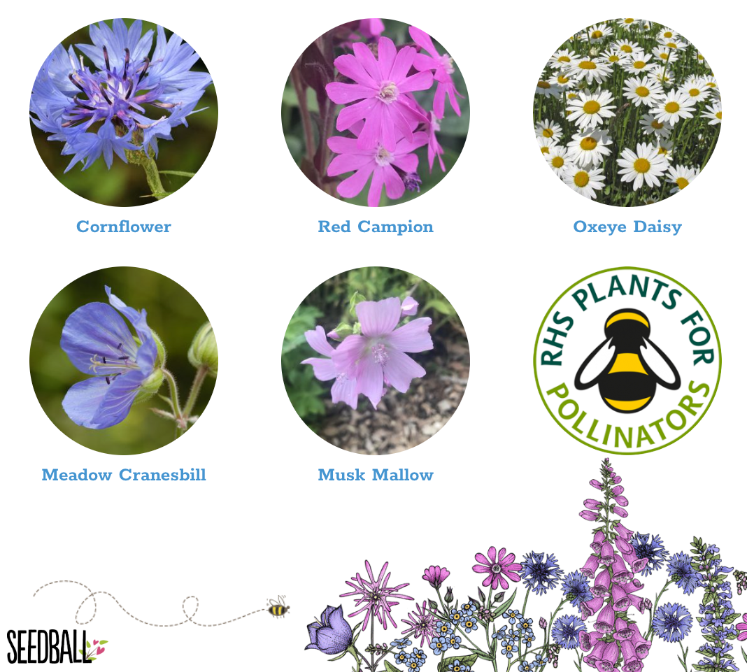 Seedball Wildflower Boxes - Thank you for helping me grow