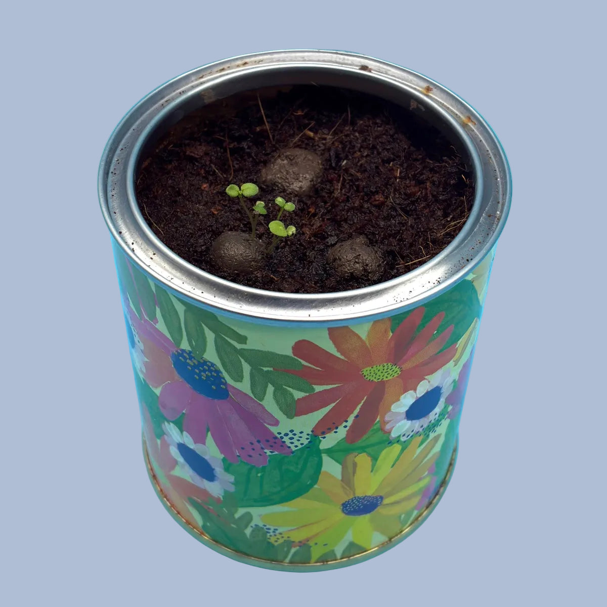 Seedball Wildflower Grow Kit - Chamomile