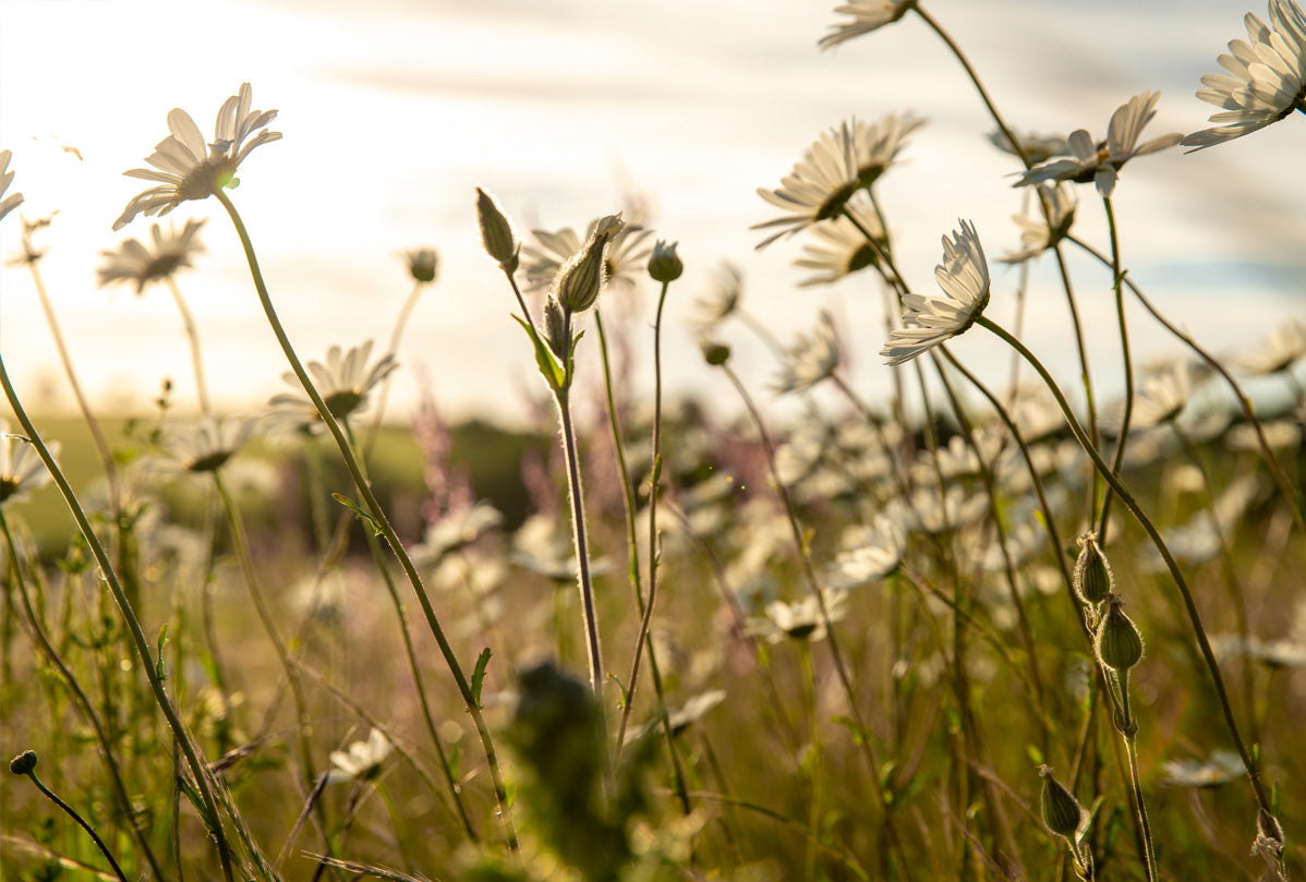 20 metres of wildflower meadow | E-Gift