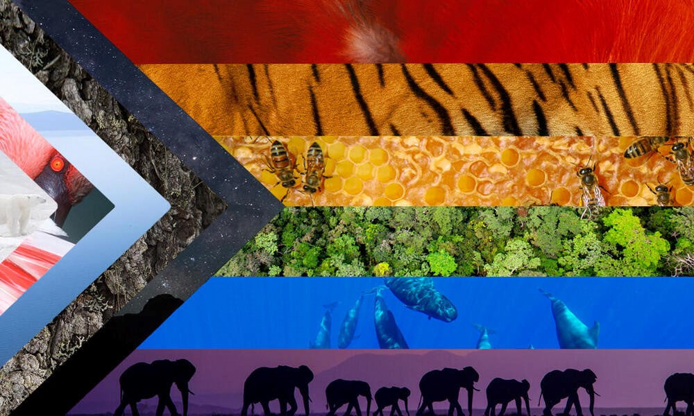 Pride
