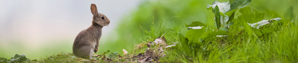 Easter Shop at WWF-UK