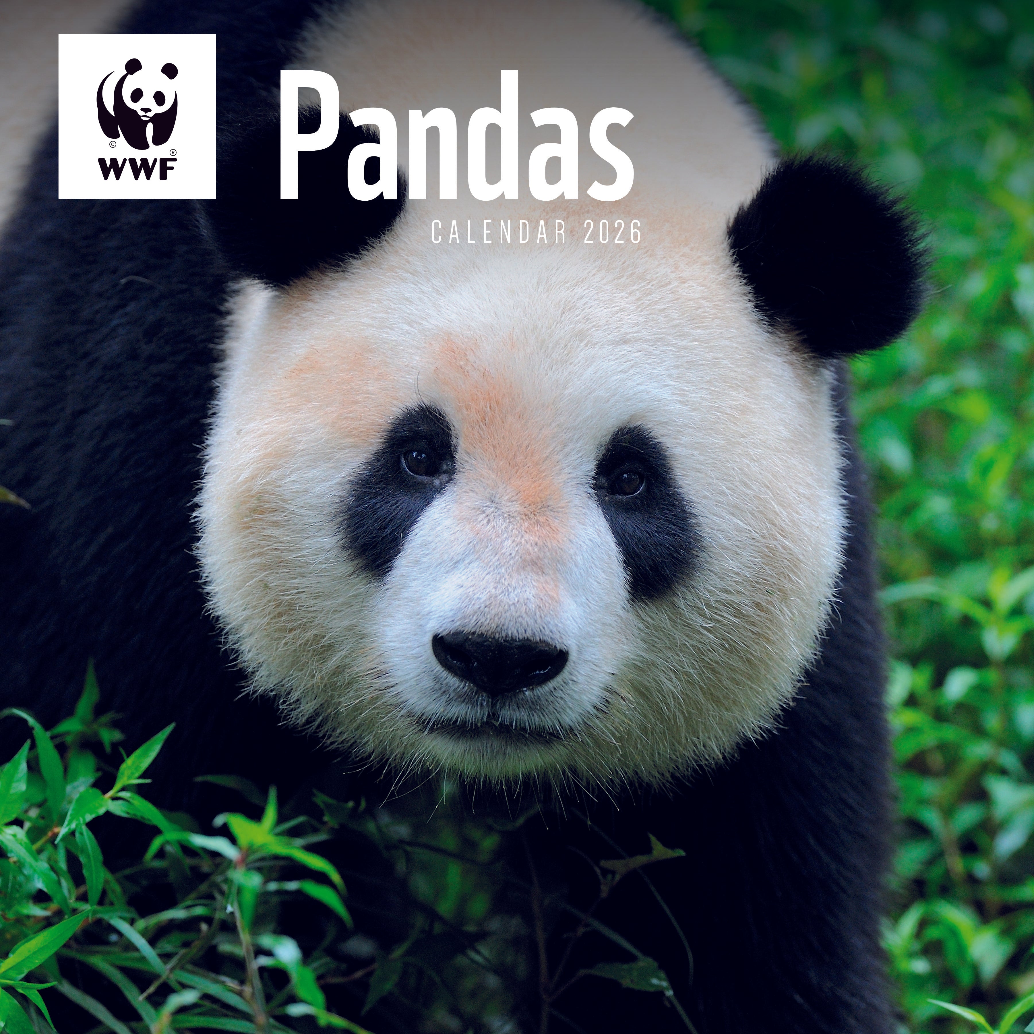 Panda Wall Calendar 2026