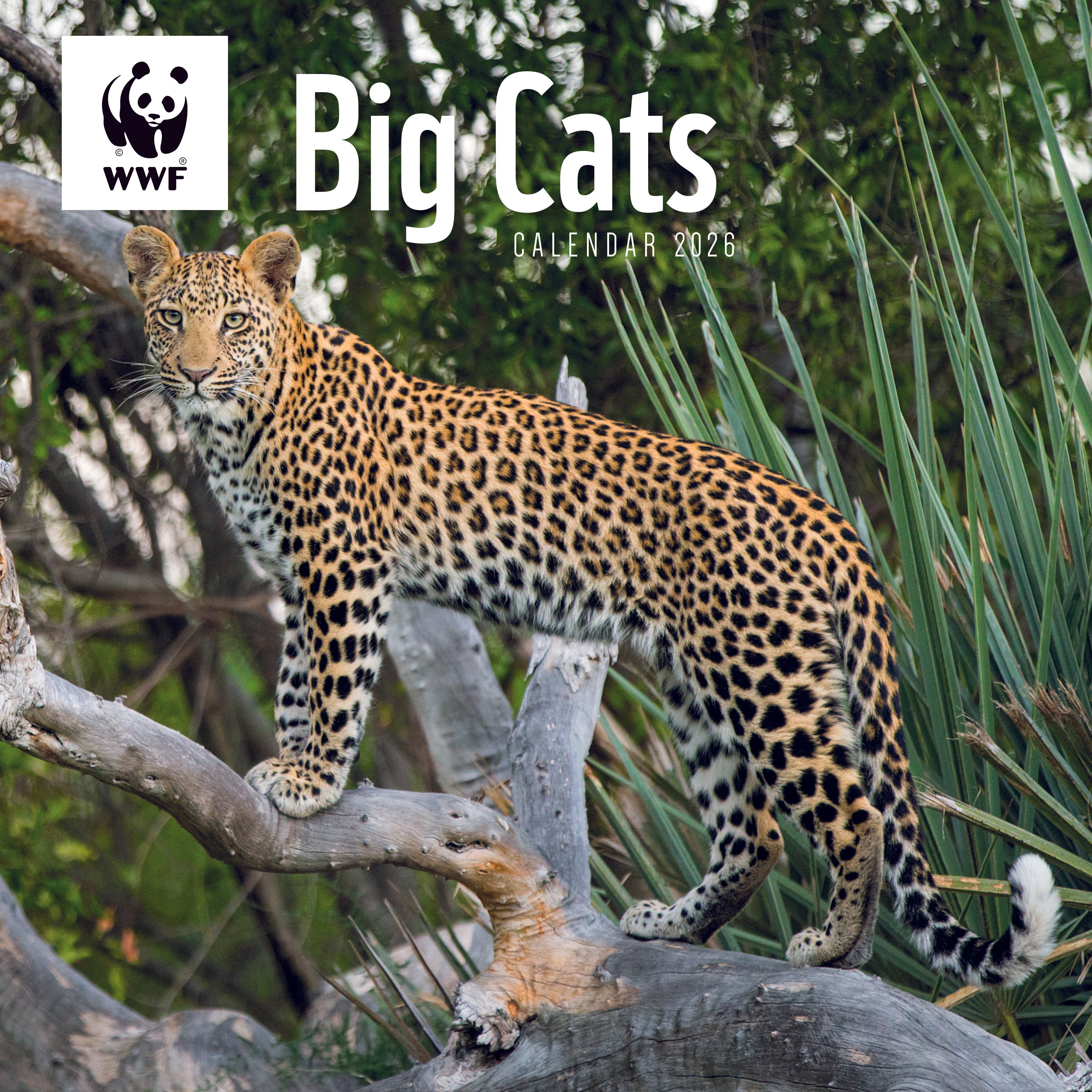 Big Cats Wall Calendar 2026