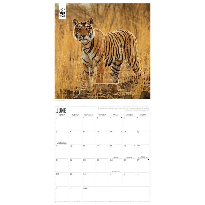 WWF Big Cats Calendar 2027