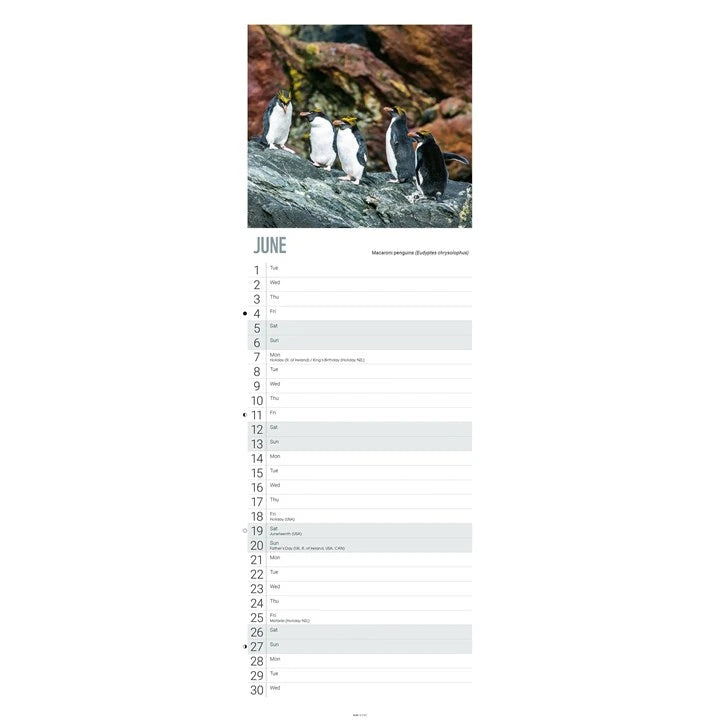 WWF Penguins Calendar 2027