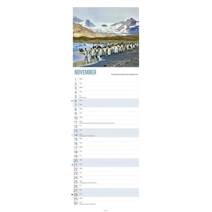 WWF Penguins Calendar 2027