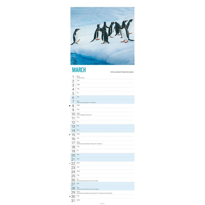 WWF Penguins Calendar 2027